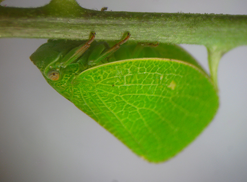 Acanalonia conica